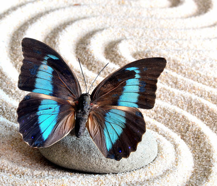 schmetterling-bibiane-wolff-coaching schmetterling-bibiane-wolff-coaching